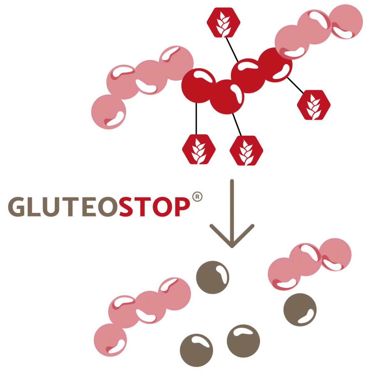 Gluten Enzym Tabletten Bei Glutenfreier Ern hrung GluteoStop gluten-enzym-tabletten-bei-glutenfreier-ern-hrung-gluteostop